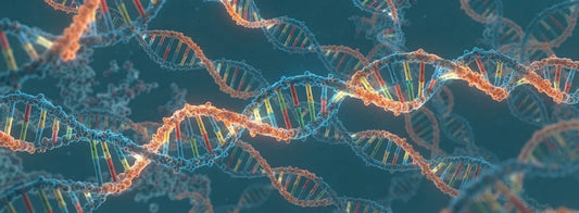 Ciencia Detraz del Triple Colágeno Premium + Ácido Hialurónico