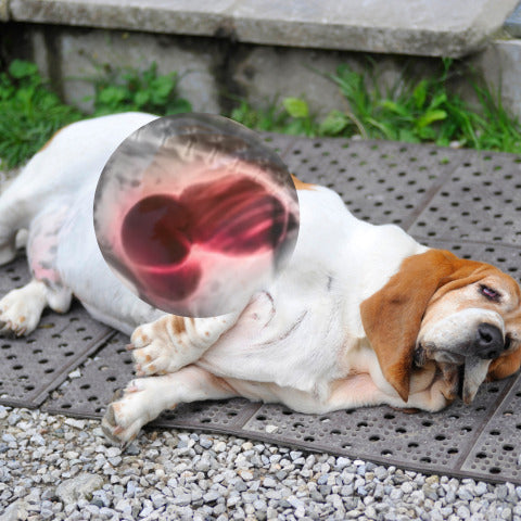 Probióticos para perros: guía completa sobre digestión, bienestar y salud intestinal.